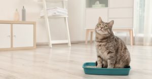 Choisir un modèle de bac à litière pour chat