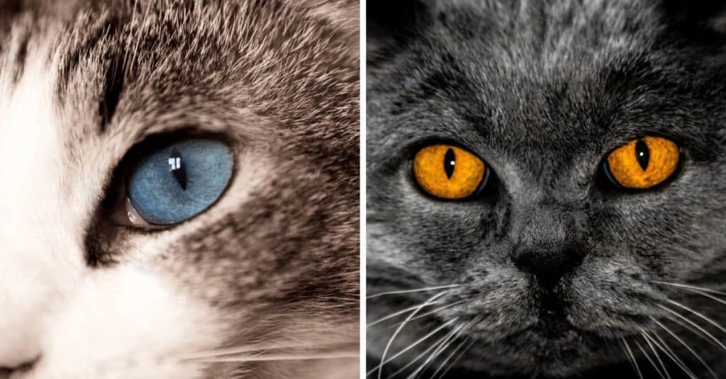 Les chats et leurs yeux si UNIQUES !