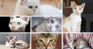7 races de chats avec de grands yeux